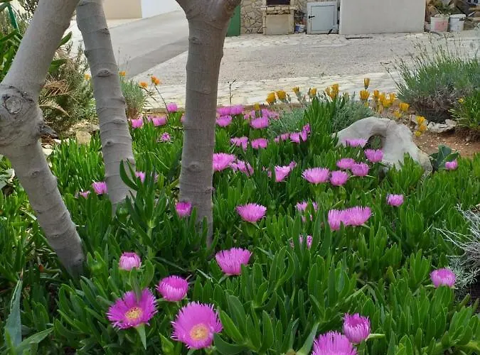 Apartmán Marijanovic